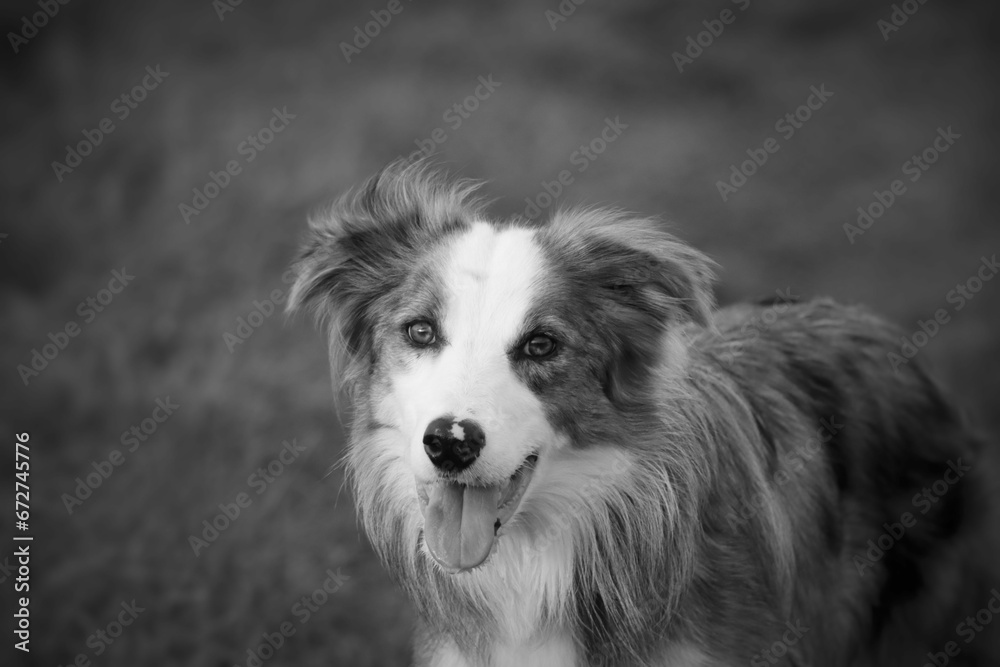 Grayscale shot of an adorable sweet dog on a grassy field
