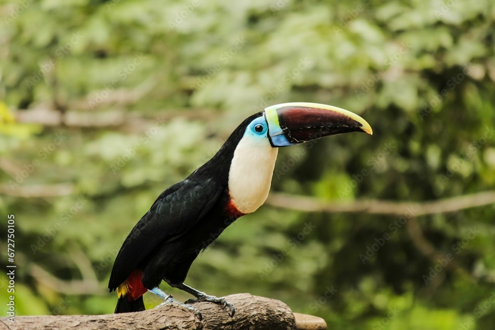 Obraz premium White-throated toucan perched on a tree branch