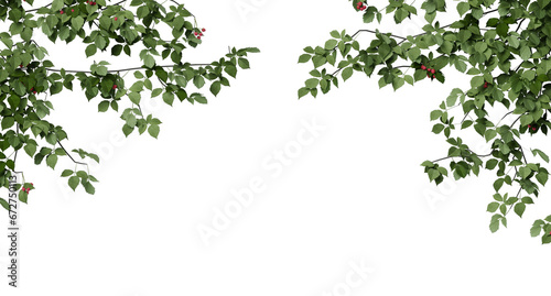ivy isolated on a transparent background