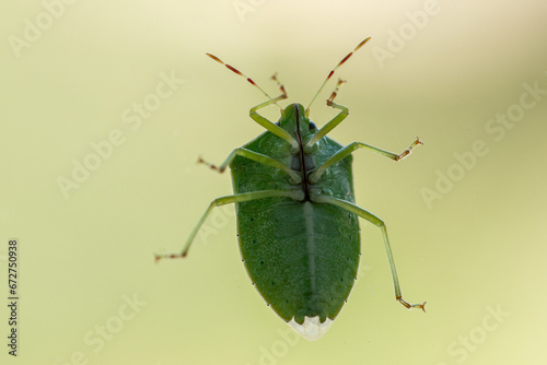 Southern green stink bug