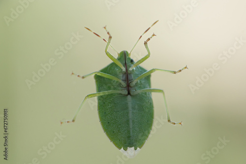 Southern green stink bug