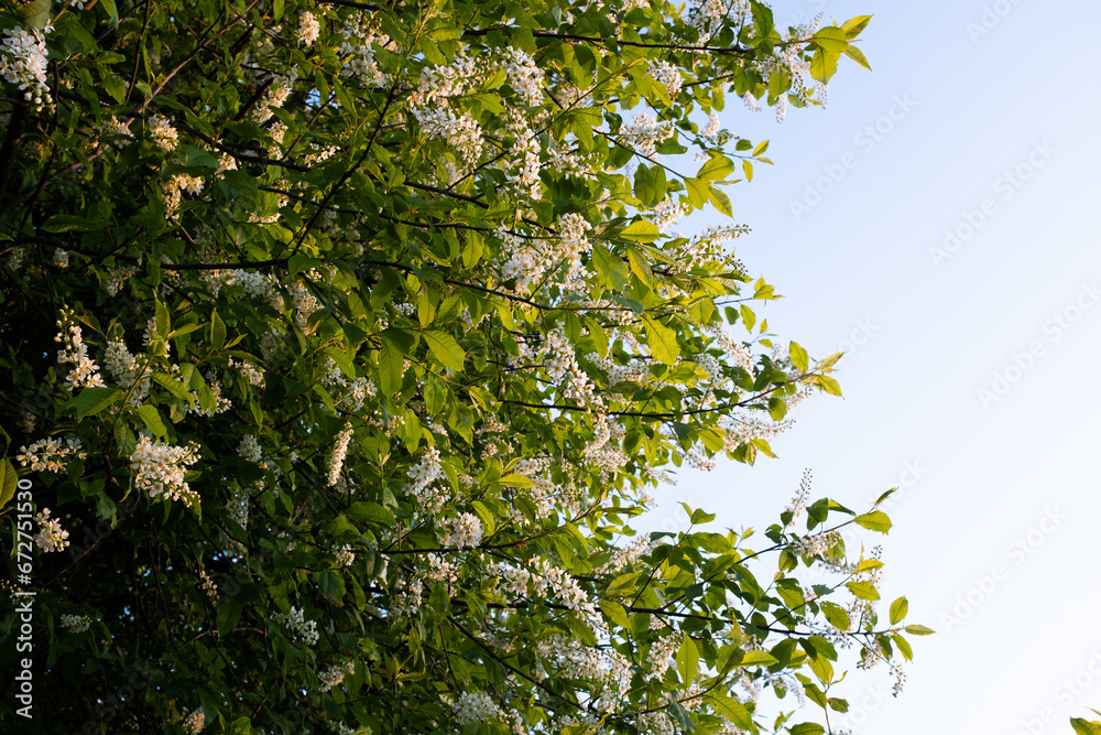 Blooming bird-cherry with white flowers on blue sky background for publication. Flowering Prunus Avium Tree with Little Blossoms. View of a bloom in Spring. High quality photo Blooming bird-cherry with white flowers on blue sky background for publication. Flowering Prunus Avium Tree with Little Blossoms. View of a bloom in Spring. High quality photo