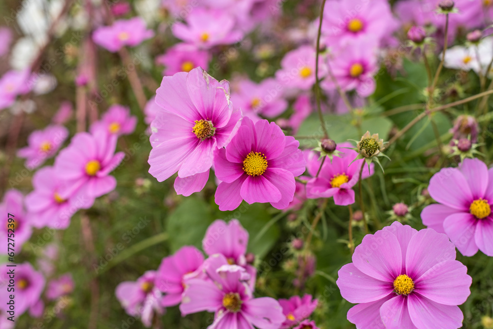 A close-up picture of cosmos in the field