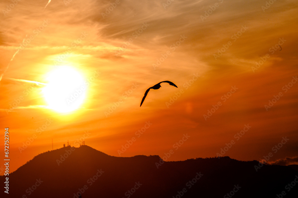 Gabbiano in volo  al tramonto contro il disco solare grande basso sull'orizzonte.. Cielo di colore arancio co nuvole striate.