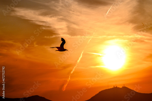 Gabbiano in volo al tramonto contro il disco solare grande basso sull'orizzonte.. Cielo di colore arancio co nuvole striate.