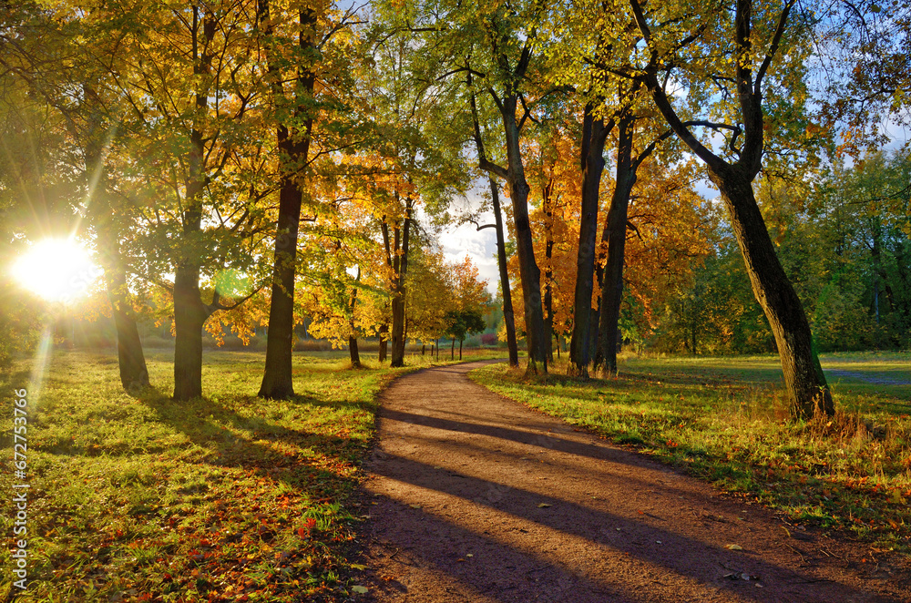 Morning in the forest in autumn.