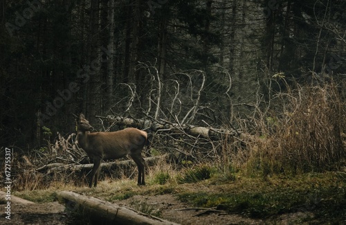 a small elk in the middle of an open forest area