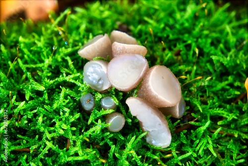 mushrooms at a natural environment inside a forest at autumn season