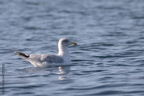 A seagull resting and gently floating in the sea.