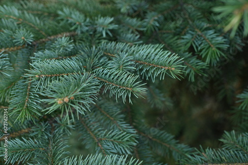 green branches of a Christmas tree close-up   short needles of a coniferous tree close-up on a green background  texture of needles of a Christmas tree close-up  blue pine branches