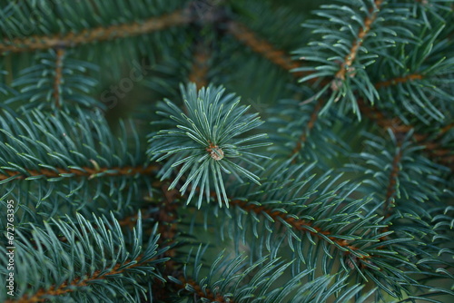 green branches of a Christmas tree close-up, short needles of a coniferous tree close-up on a green background, texture of needles of a Christmas tree close-up, blue pine branches