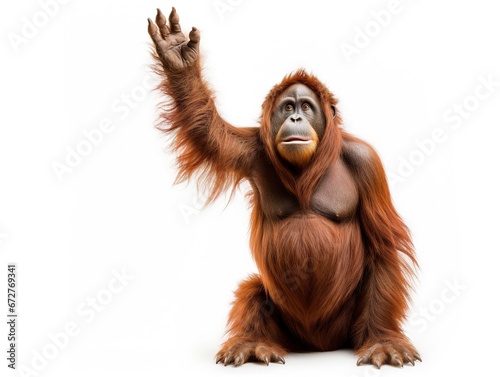 Bornean orangutan standing, reaching up, Pongo pygmaeus photo