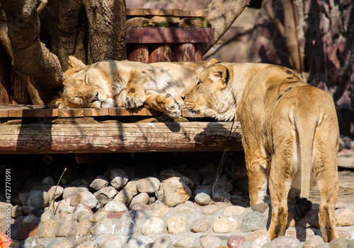 Leo. (Lioness)
It is a predatory mammal, one of the four representatives of the genus panther. The lion is the second largest living big cat, second only to the tiger. photo