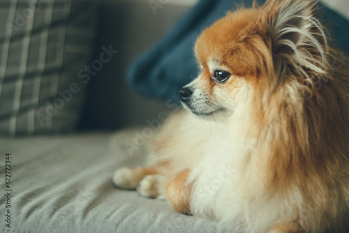 Pomeranian dog on grey sofa, orange-white coat, alert eyes, cozy home setting—ideal for pet blogs and breed guides.