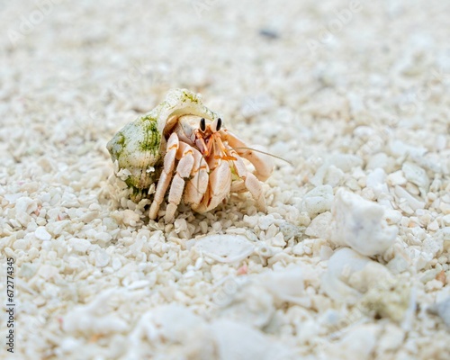 Small shelled up hermit crab resting on a sandy beach