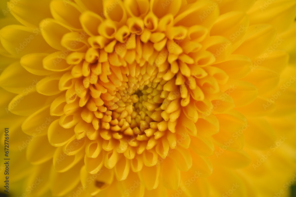 yellow symmetrical flower chrysanthemum close up, Yellow daisy flower close-up, macro chrysanthemum flower
yellow symmetrical flower chrysanthemum close up, Yellow daisy flower close-up, macro chrysanthemum flower