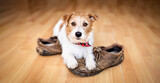 Banner of a cute pet dog puppy as listening after chewing shoes