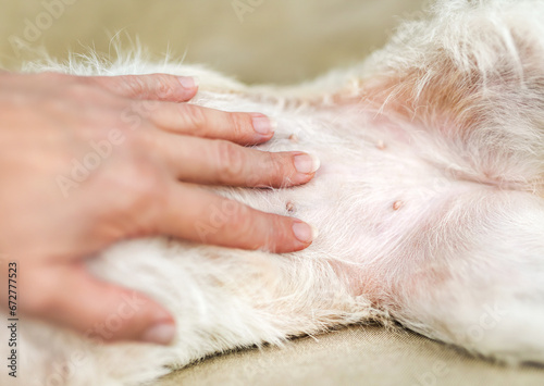 Hand petting dog's belly. Phantom pregnancy or female dog heating concept.