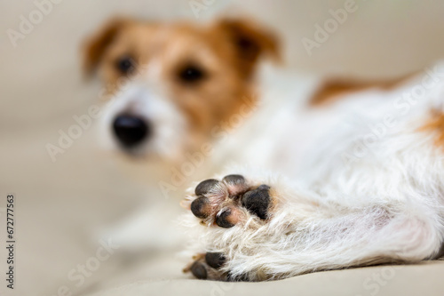 Paws of a cute jack russell terrier dog. Pet care.