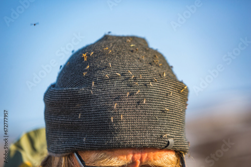 Many mosquitoes on a hat photo