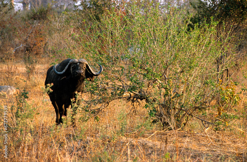 Buffle d'afrique, syncerus caffer, parc national de Ruaha, Tanzanie photo