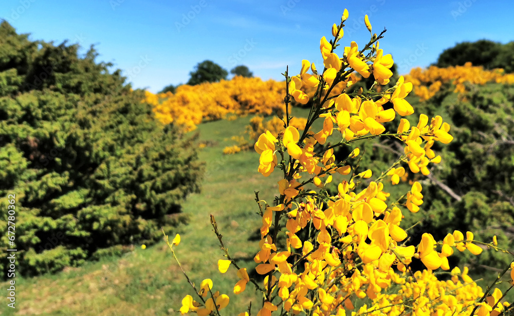 Beautiful summer landscape with blossoming yellow broom among the green plants and grass in Jutland, Denmark