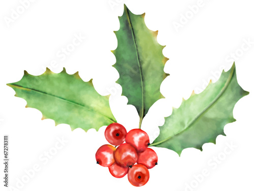 ヒイラギの実と葉っぱ　ヒイラギ　水彩で描いたベクターイラスト　リアルタッチな手描きイラスト