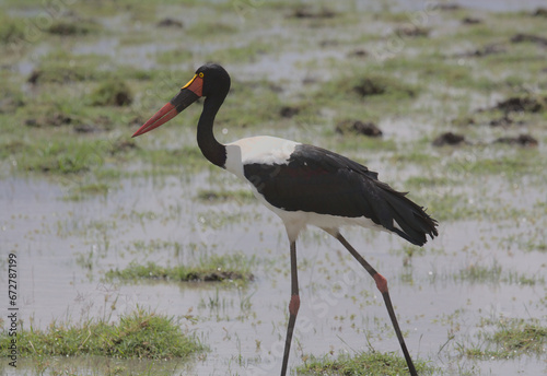 side profile of female saddle-billed stork wading in the wild wetlands of amboseli national park, kenya photo