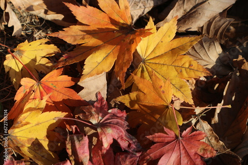 Colorful autumn and multicolored orange  red and yellow leaves