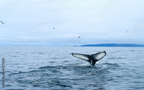 Seascape with Whale tail. The humpback whale (Megaptera novaeangliae) tail dripping with water in False Bay off the Southern Africa Coast. © Людмила Колядицкая