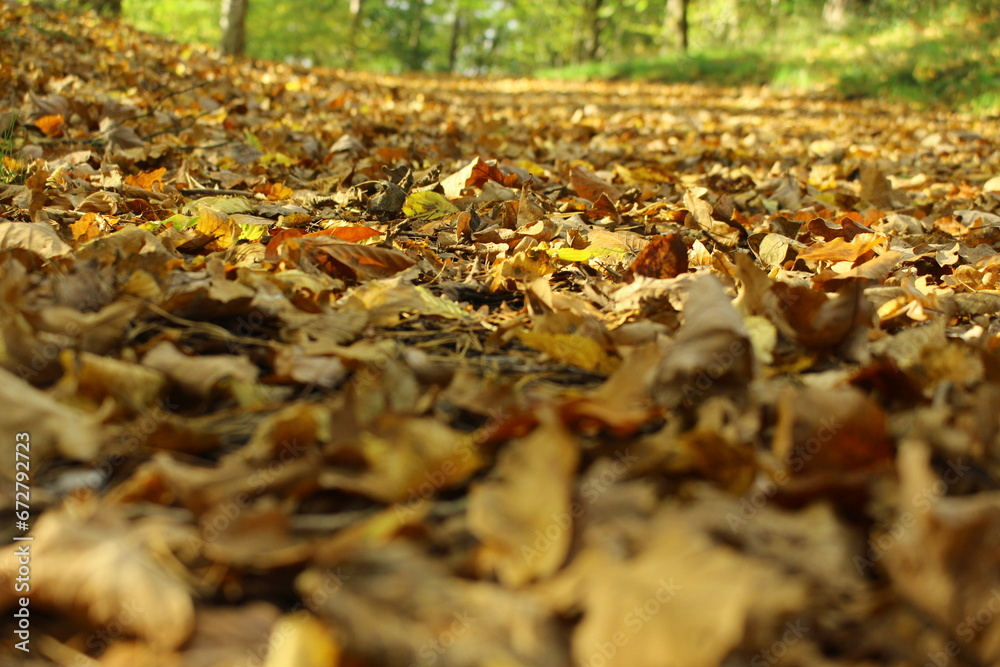 Yellow, orange and brown leaves in the Sauerland forest on a sunny autumn day