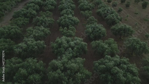 Olive trees plantation with olives in farm gardenn photo