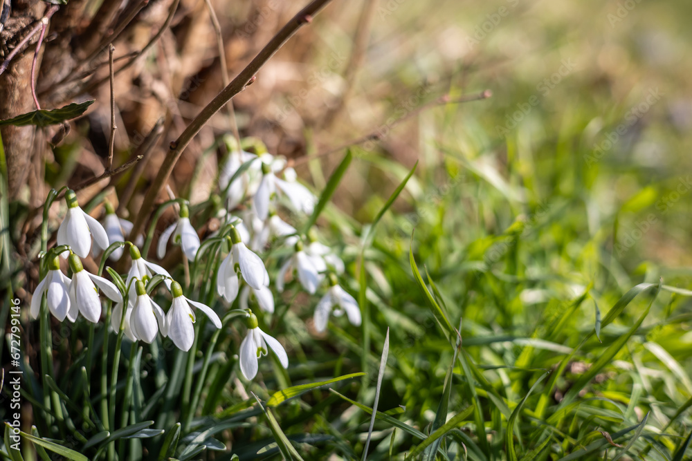 Fototapeta premium Close up of snowdrops (Galanthus Nivalis) in early spring