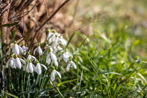 Close up of snowdrops  Galanthus Nivalis  in early spring