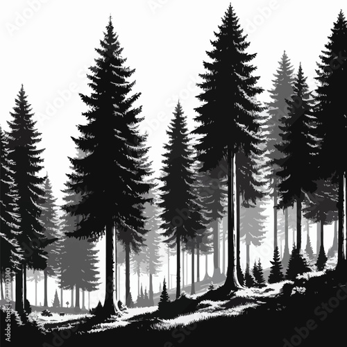 black  panorama of high grey fir trees forest on white background vector