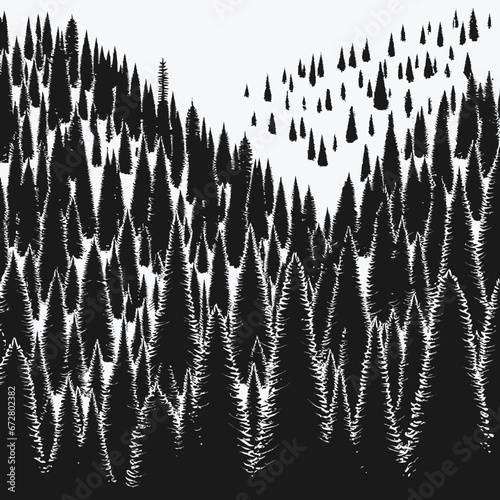 black  panorama of high grey fir trees forest on white background vector
