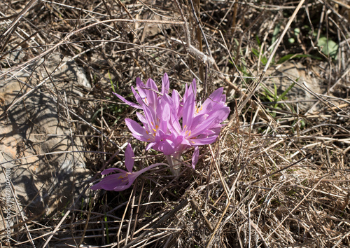 Colchicums blooming at the end of October in the high plateaus, are the harbingers of cold weather, telling nomads that they should go to warmer places, and for this reason they are known as 