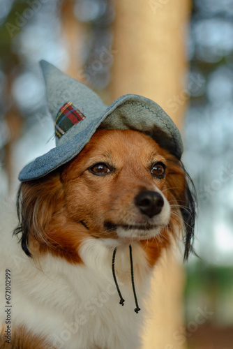 dog in a hat
