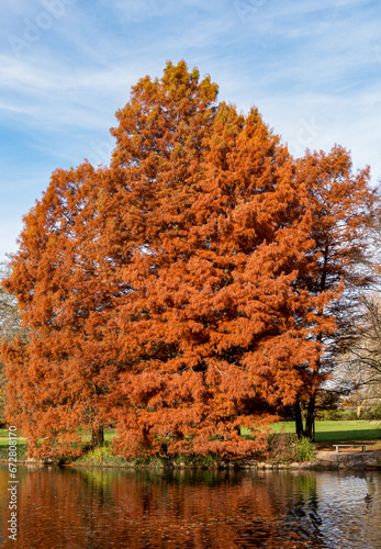 Herbstlich gefärbter Baum an einem Teich