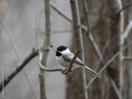 Small chickadee bird perched atop a tree branch, looking off into the distance