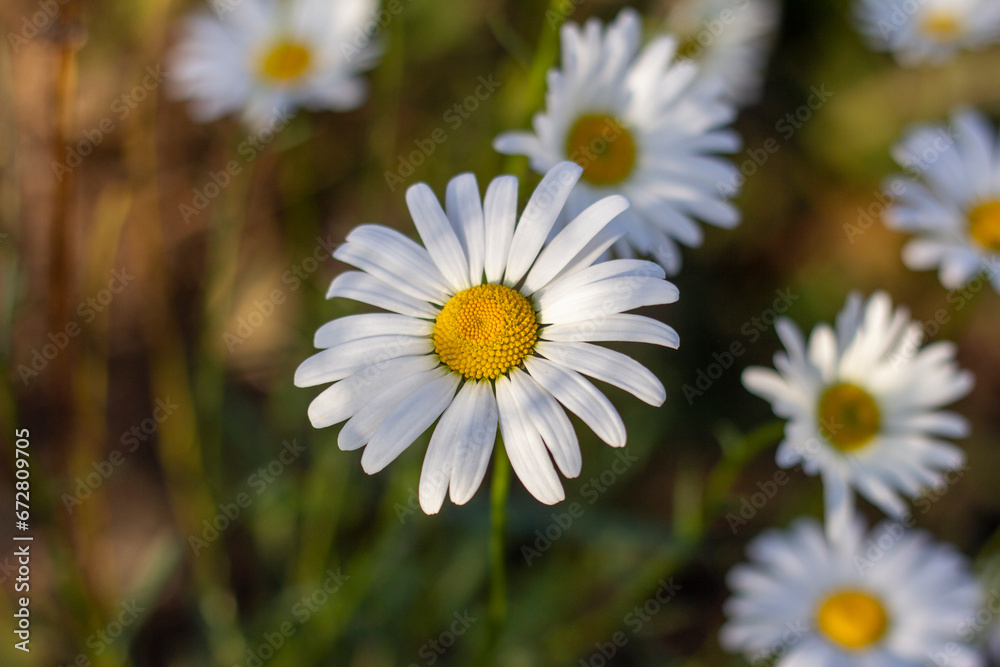 Obraz premium Large chamomile flowers grow in a clearing.