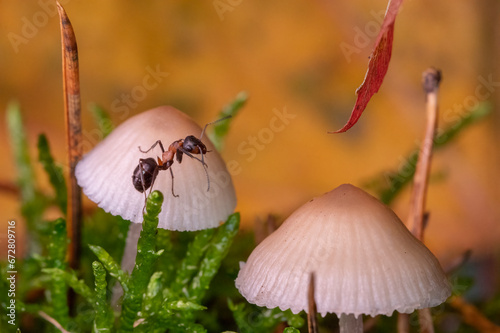 Mrówka rudnica (Formica rufa) – gatunek mrówki z podrodziny Formicinae. photo