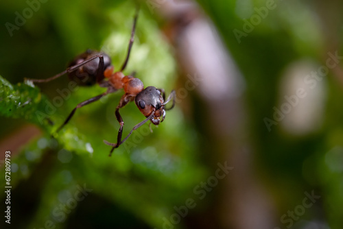 Mrówka rudnica (Formica rufa) – gatunek mrówki z podrodziny Formicinae. © Andrzej