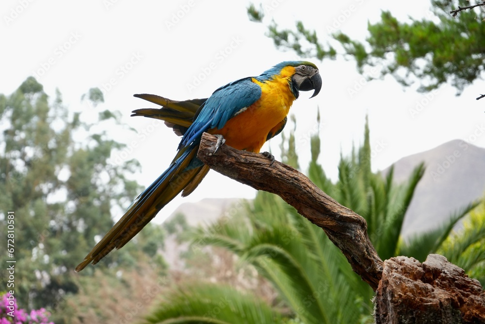 Obraz premium A beautiful Blue and Yellow Macaw, posing on a branch in a tree in a garden in Peru. 
