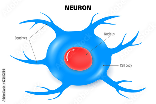 Cell body of human neuron vector. Nerve cell or neuron anatomy. 