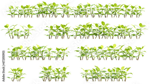 3d illustration of garden plants isolated on transparent background. High resolution for digital composition