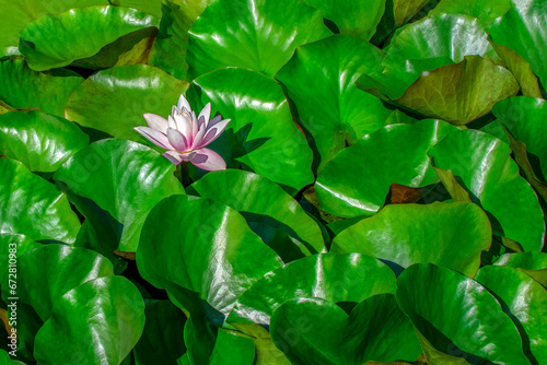Pink water lily or lotus flower in a pond. Selective focus