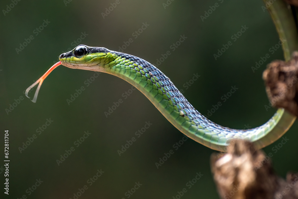Obraz premium The bronzeback tree snake(Dendrelaphis formosus) on tree branch