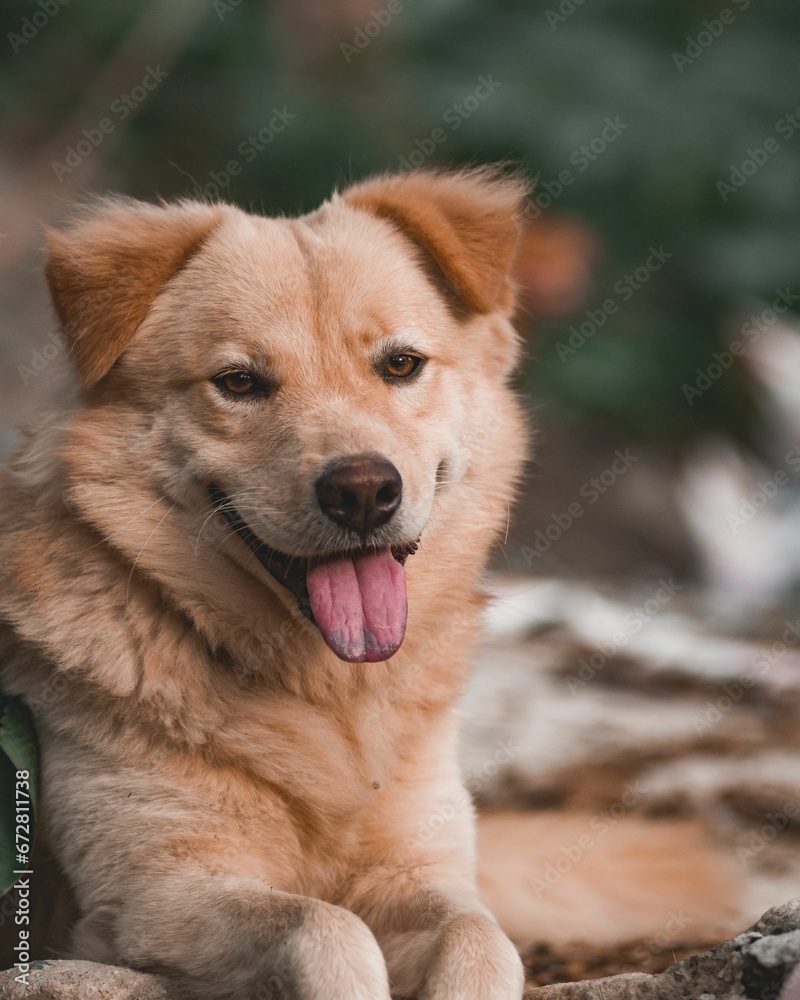 Adorable brown dog lying on the ground