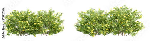 3d illustration of garden plants isolated on transparent background. High resolution for digital composition photo